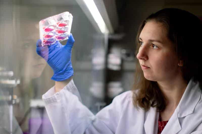 Female laboratory scientist wearing blue gloves and a white lab coat while examining a transparent cell culture tray containing pink liquid samples inside a research laboratory.