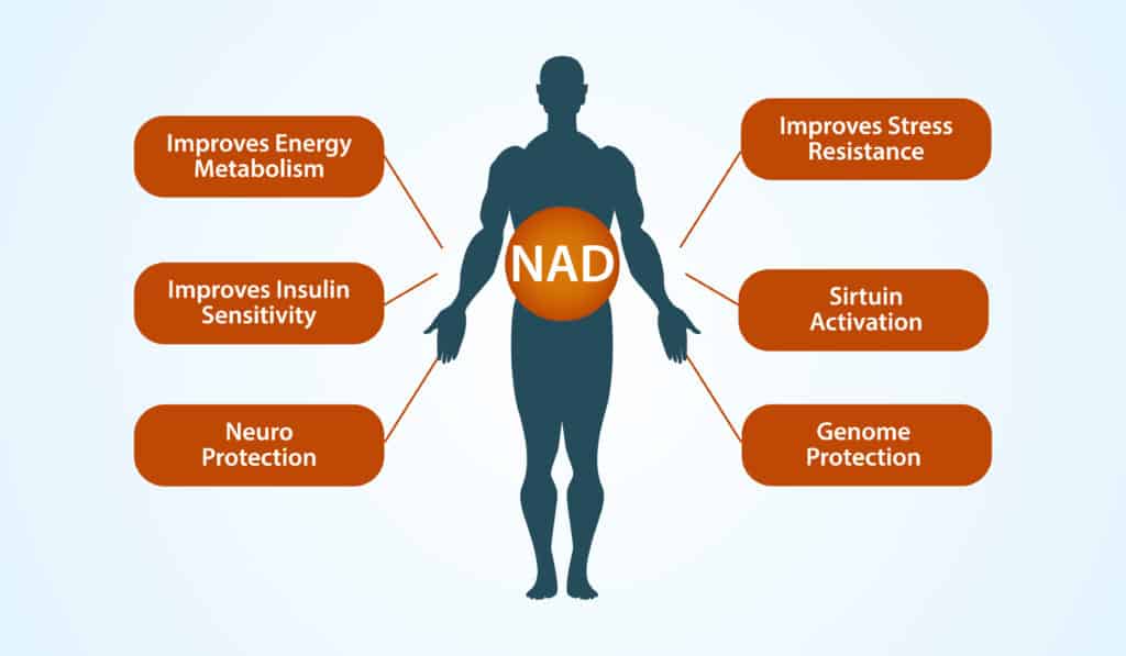 Understanding and Optimizing Your NAD+ Levels: A Guide for Biohackers