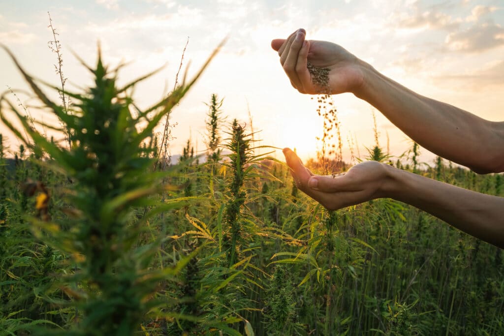 Exploring the Versatility of Hemp-based Nutraceuticals: How It Helps Different Lifestyles and Health Conditions