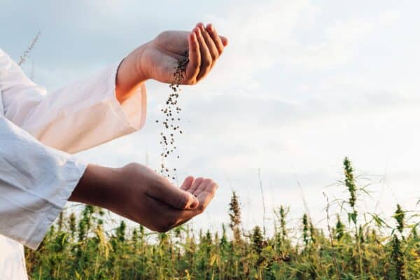 Unlocking the Benefits of Hemp: A Comprehensive Guide to Oral and IV Hemp