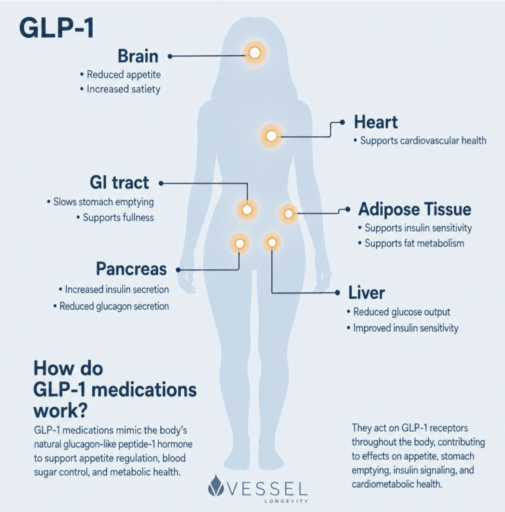 GLP-1 infographic showing target organs (brain, heart, GI tract, pancreas, liver, adipose tissue) and how GLP-1 meds improve appetite, insulin, and metabolism.
