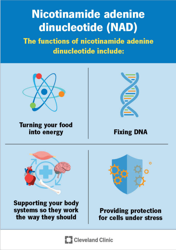 Medical illustration of NAD+ (nicotinamide adenine dinucleotide), a coenzyme found in every cell that supports energy production, cellular function, and DNA repair.